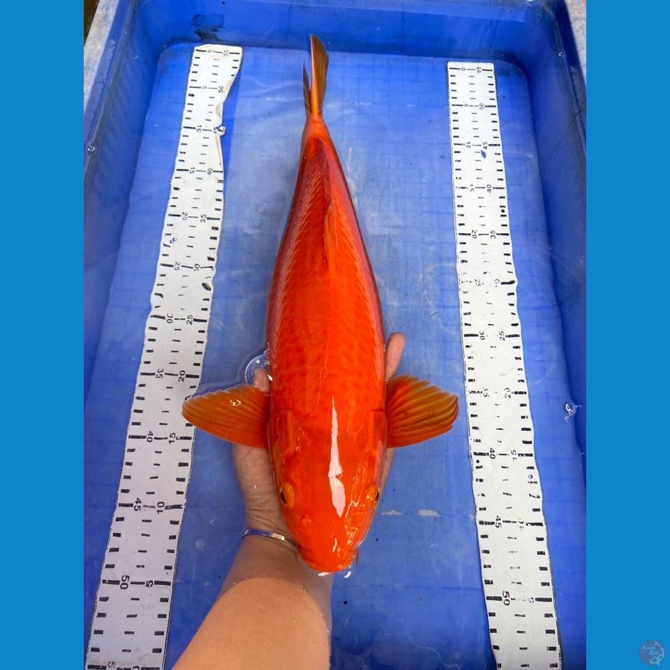 v1 benichagoi 44 male