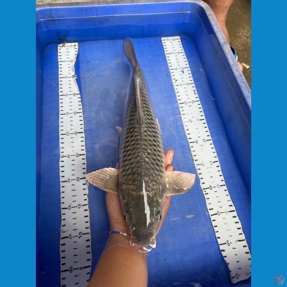 v3 soragoi 43 male