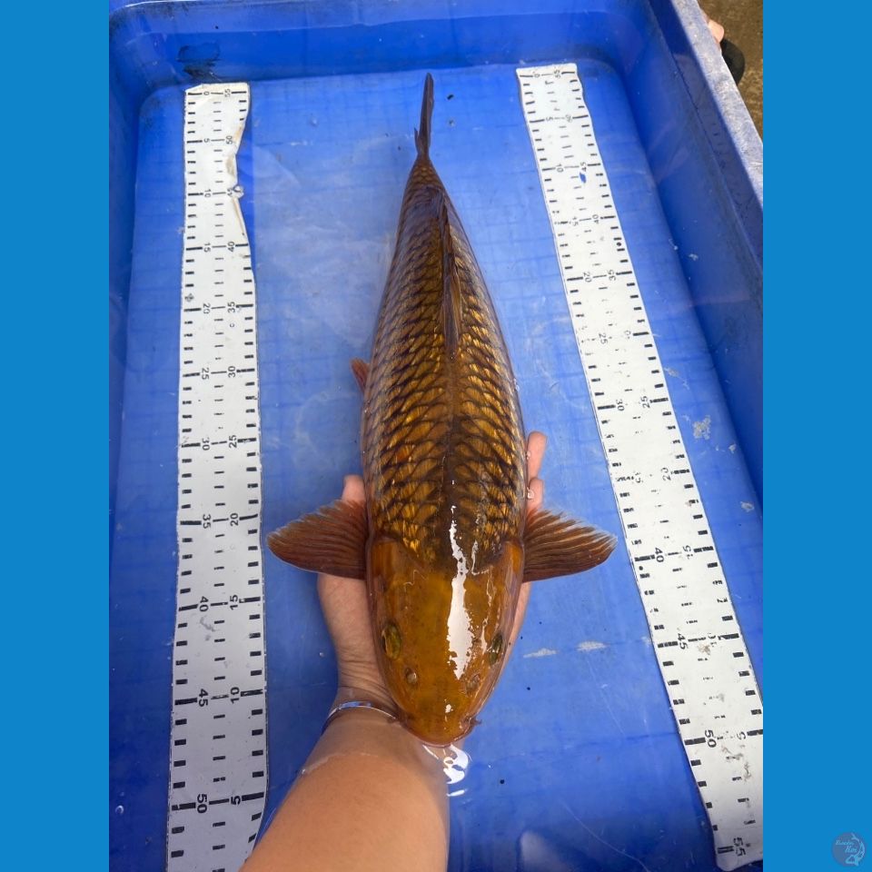 v5 chagoi 42 male