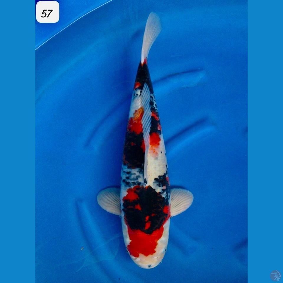 57cm - jumbo Showa Evolution