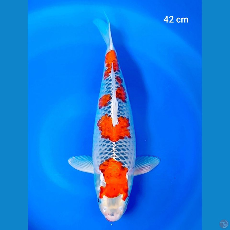 gosiki 42 cm