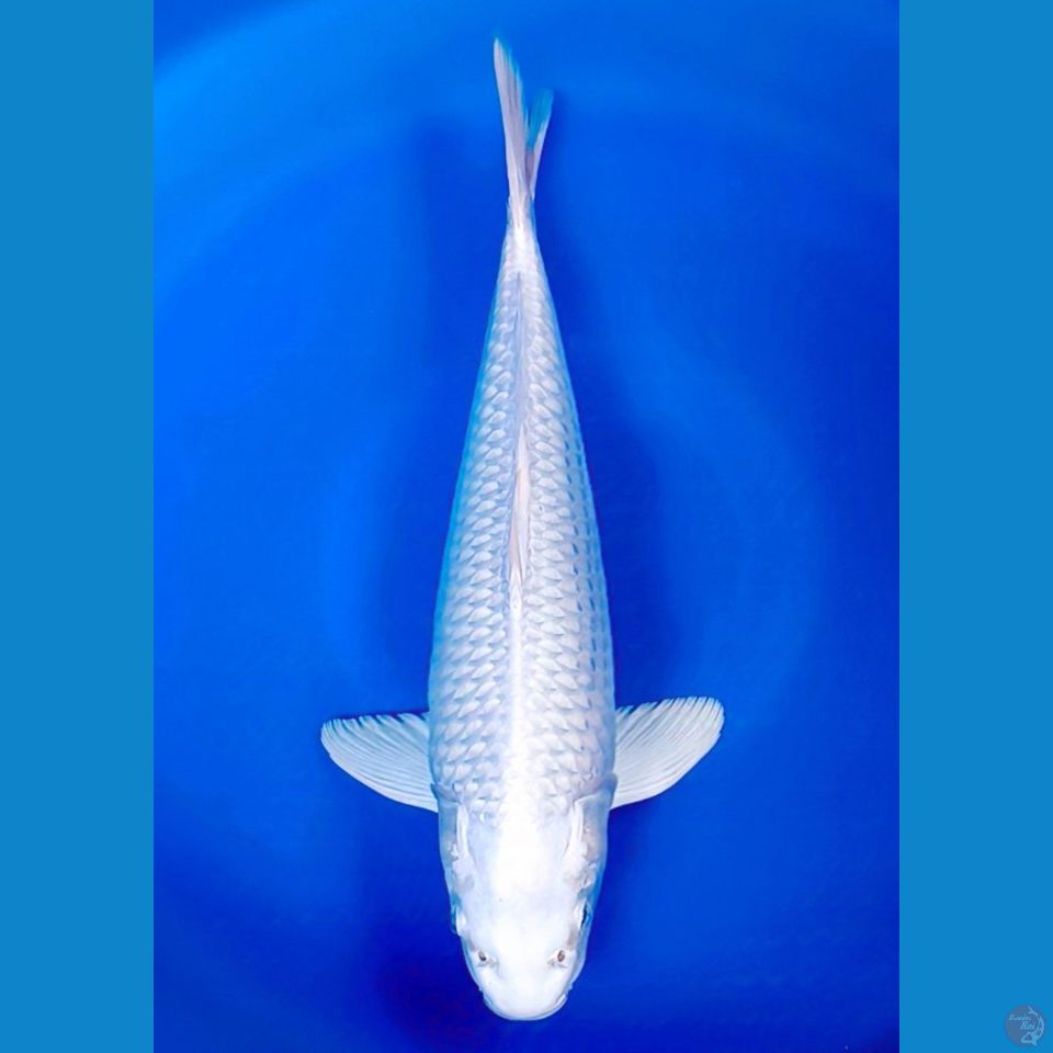 platinum ginrin 37 cm