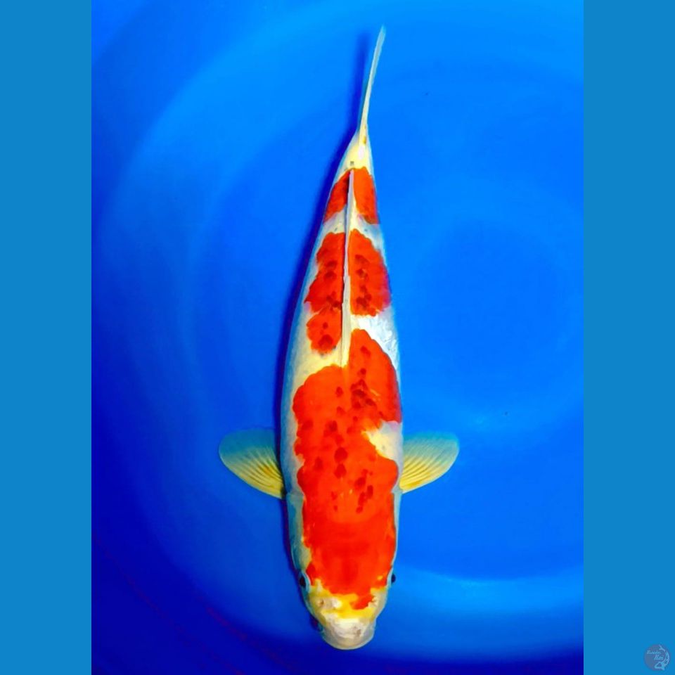 gosiki 45 cm