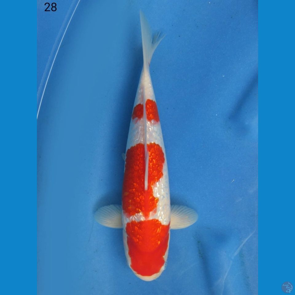 28cm - male Kohaku Ginrin Merah Darah