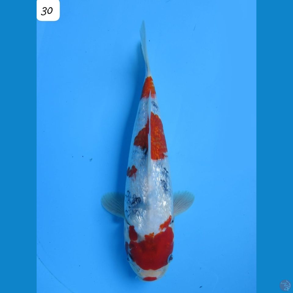 30cm - male Showa Ginrin