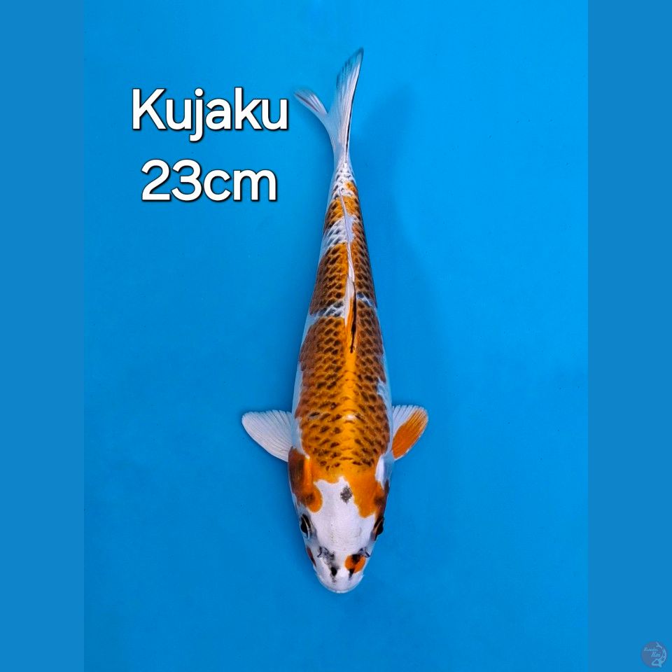 KUJAKU 23CM