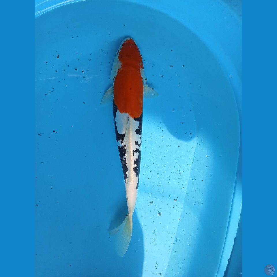 beny kumon 41 cm