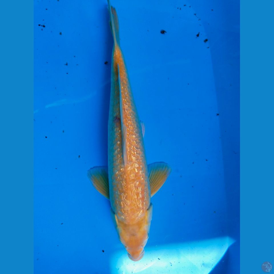 karasi ginrin 43cm~M