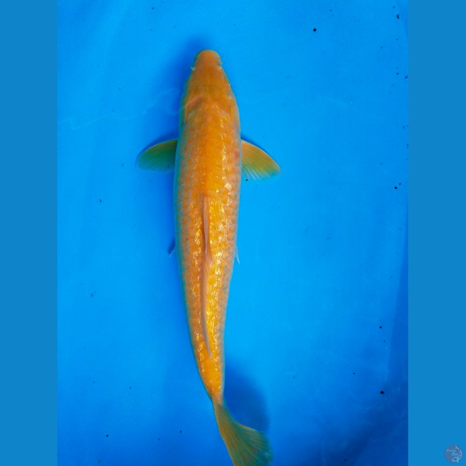 karasi ginrin 45cm ~F