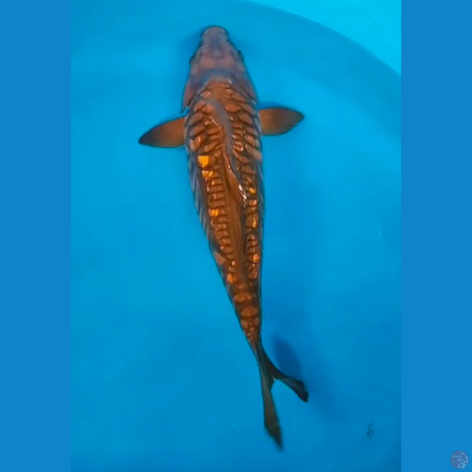 chagoi aragoke 40cm