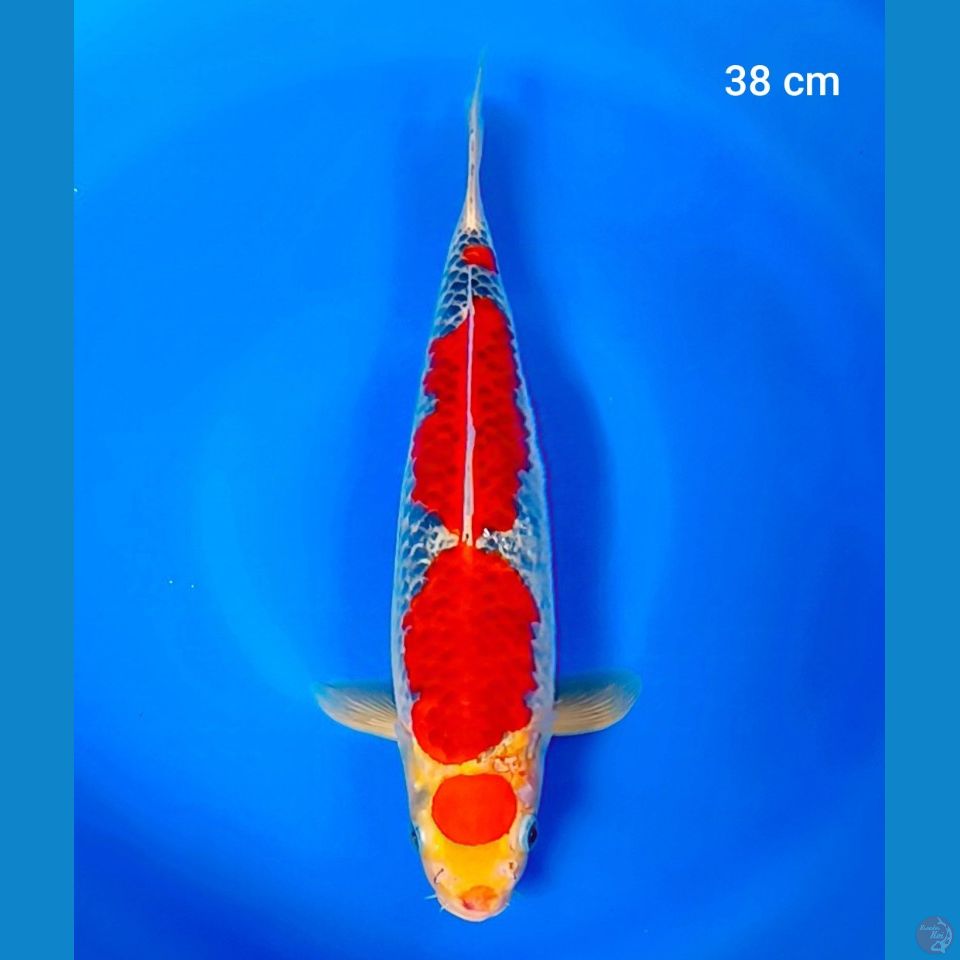 maruten goshiki 38cm