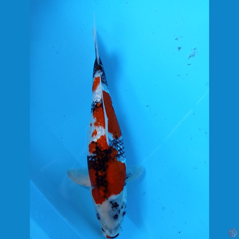 showa 32cm