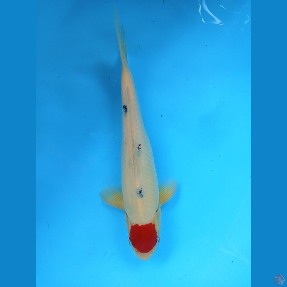 thancho showa 32cm jantan