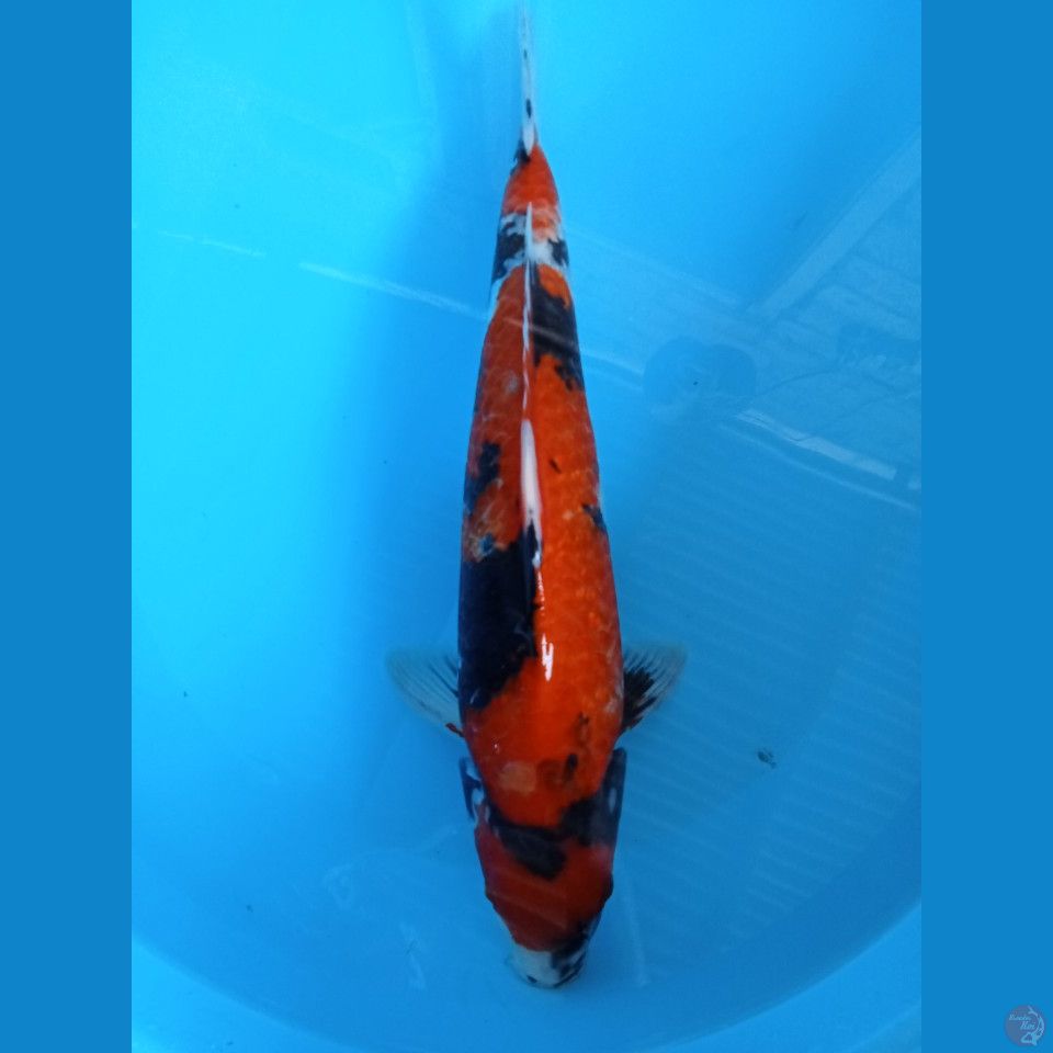 showa 40cm jantan