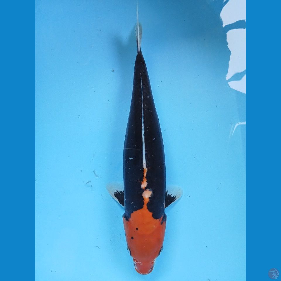 thnco kumon 41cm