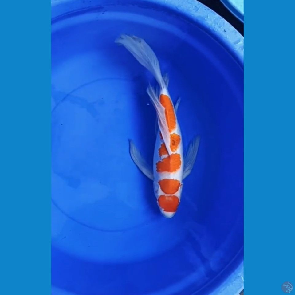 kumpay ai 50 cm UNCEK