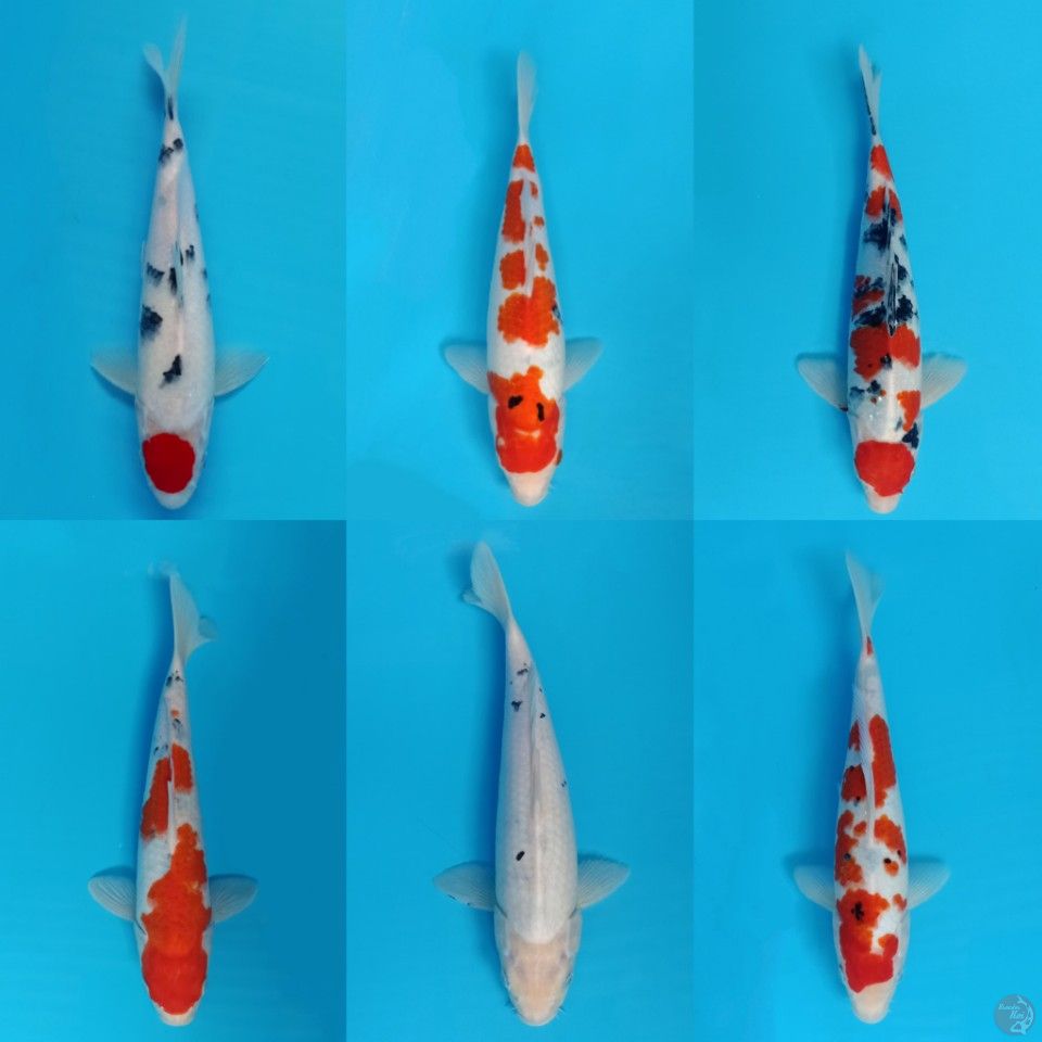 mix 27-35cm