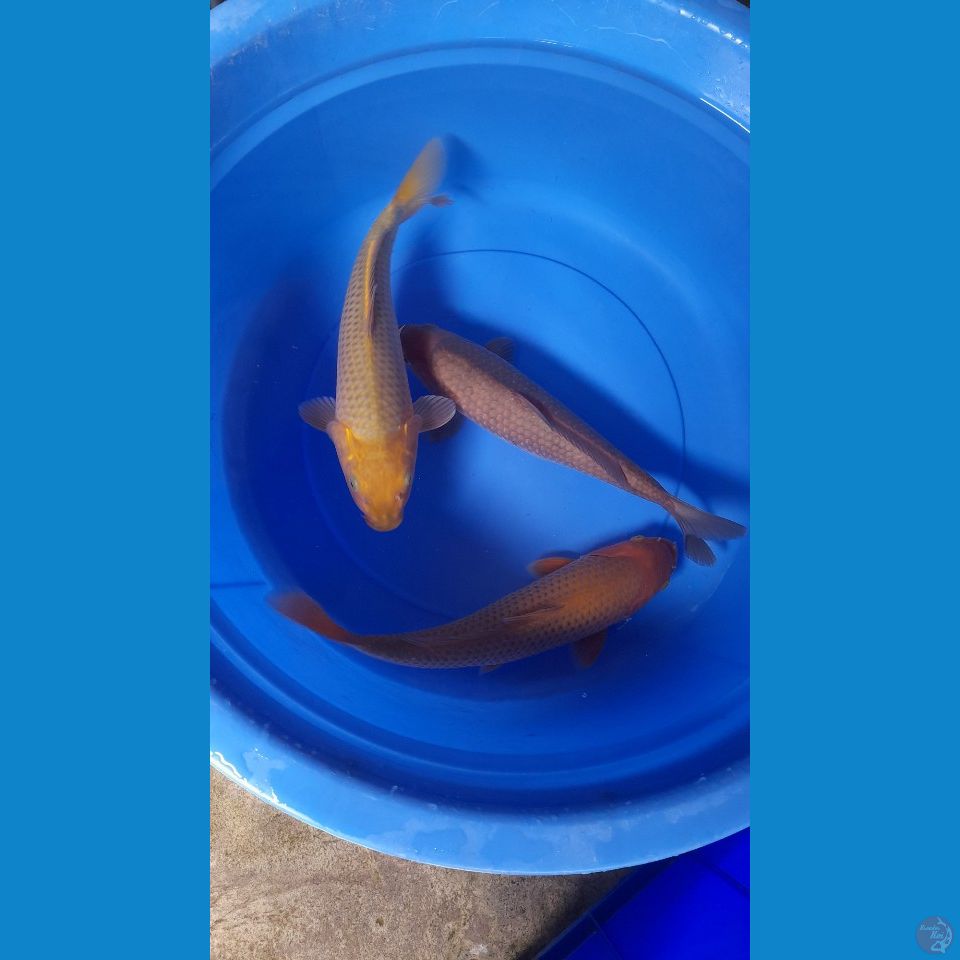 34-37cm Chagoi mix caramel