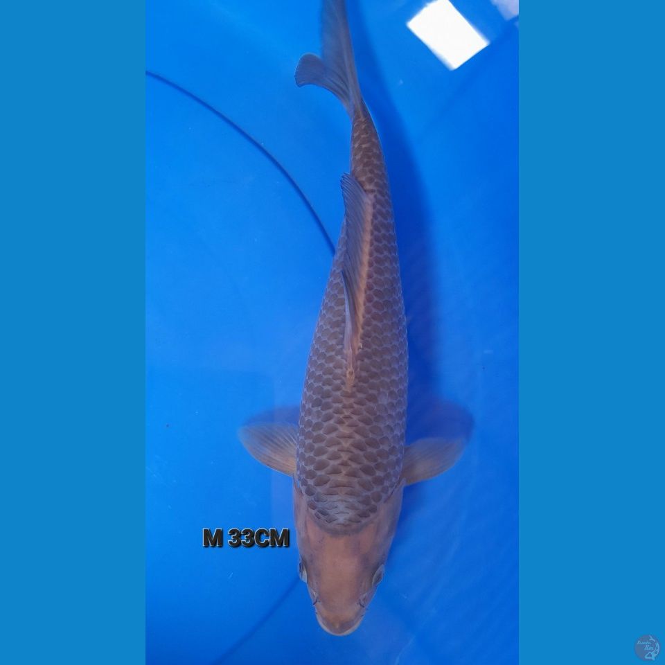 33cm Caramel
