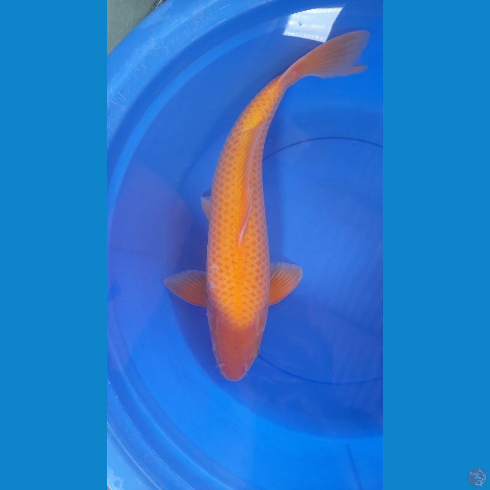 53cm Jumbo Karasi mango