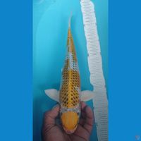 MARUKIR 35CM