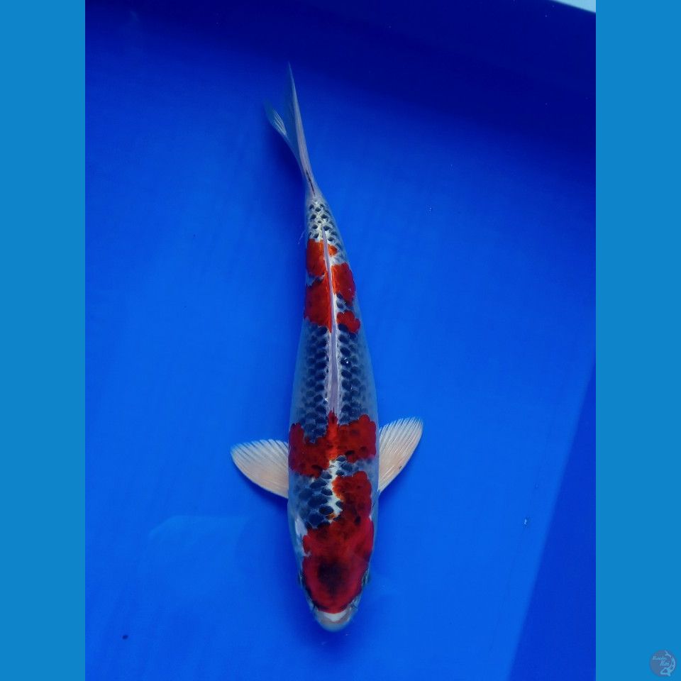 KUJAKU STRONG MALE 32CM