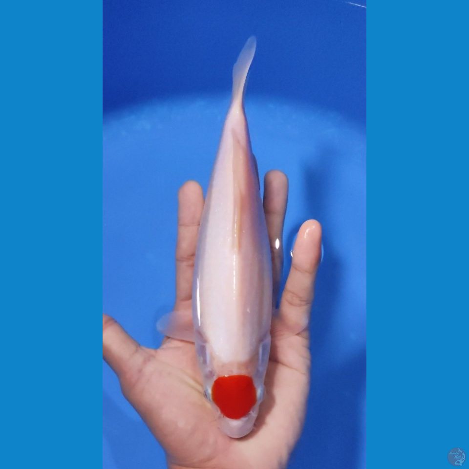 TANCHO KOHAKU ORIGINAL 25CM - FEEMALE