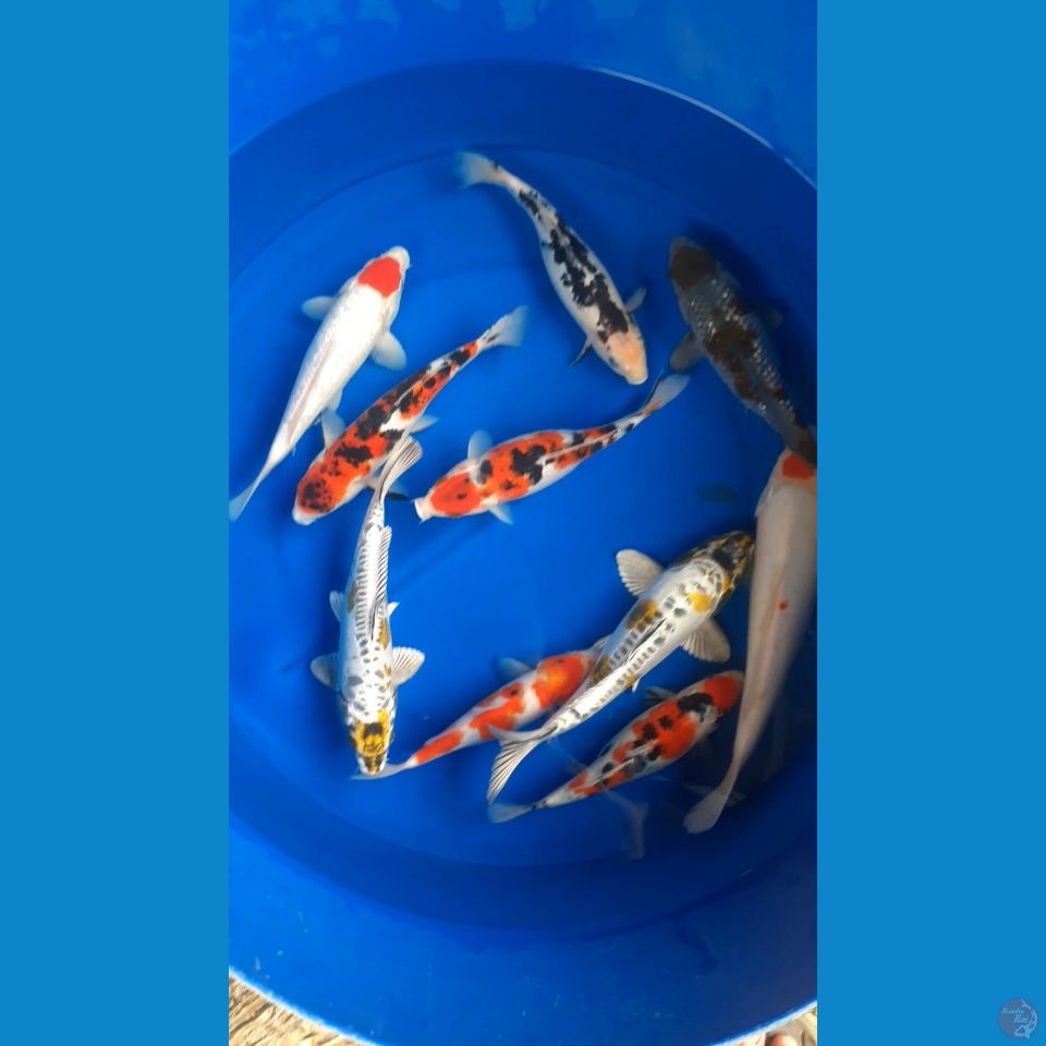 sk mix koi
