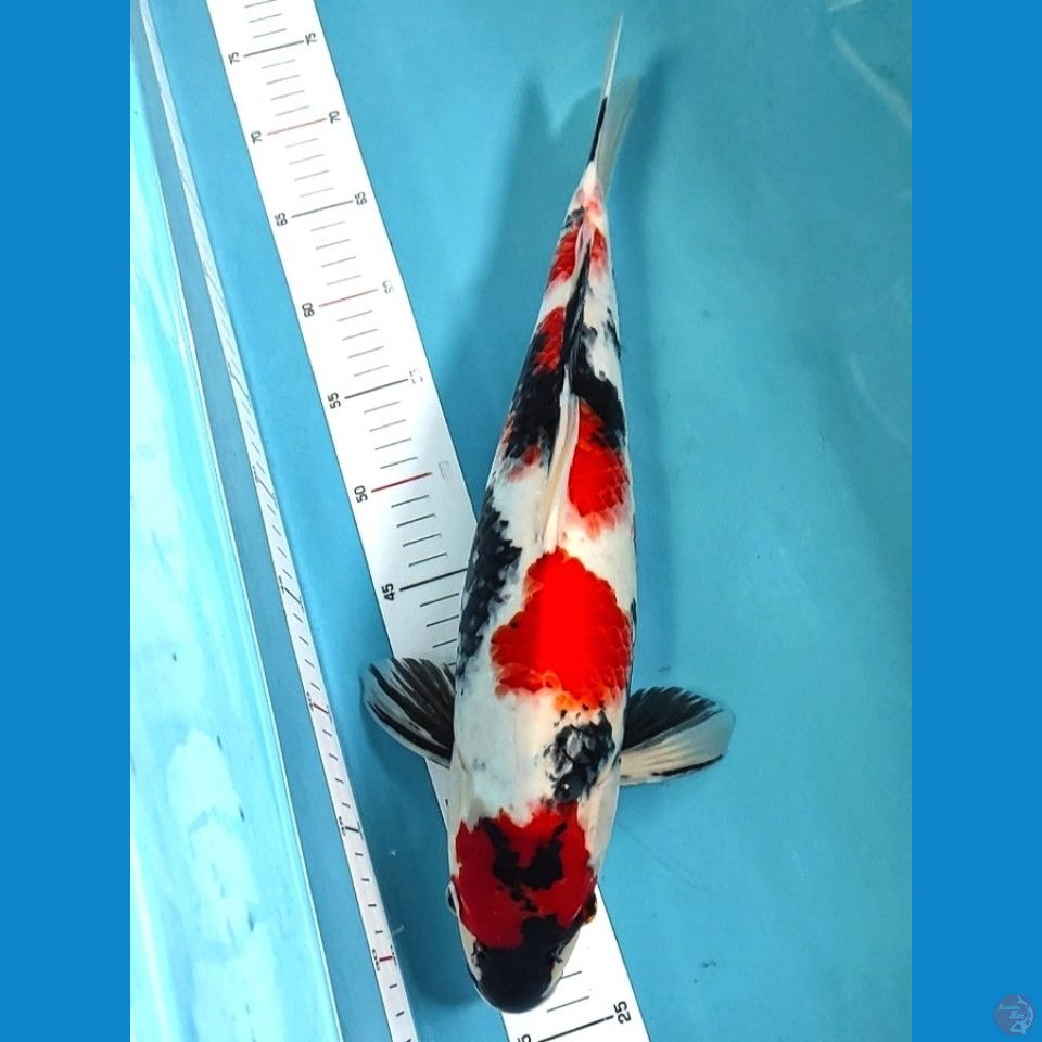 showa 48cm