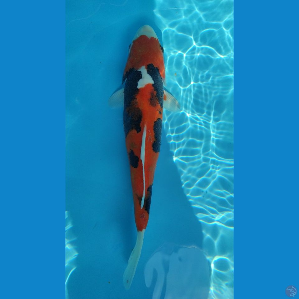beni kumon 32cm