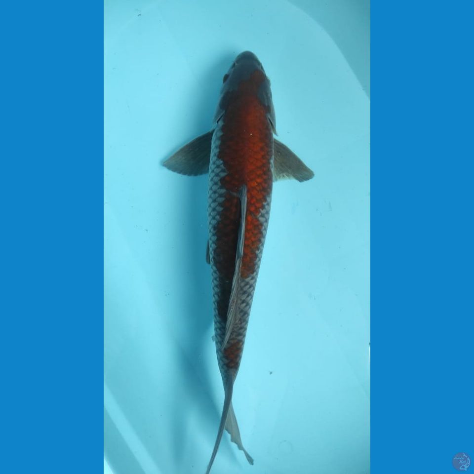 ochiba 49cm jantan HQ