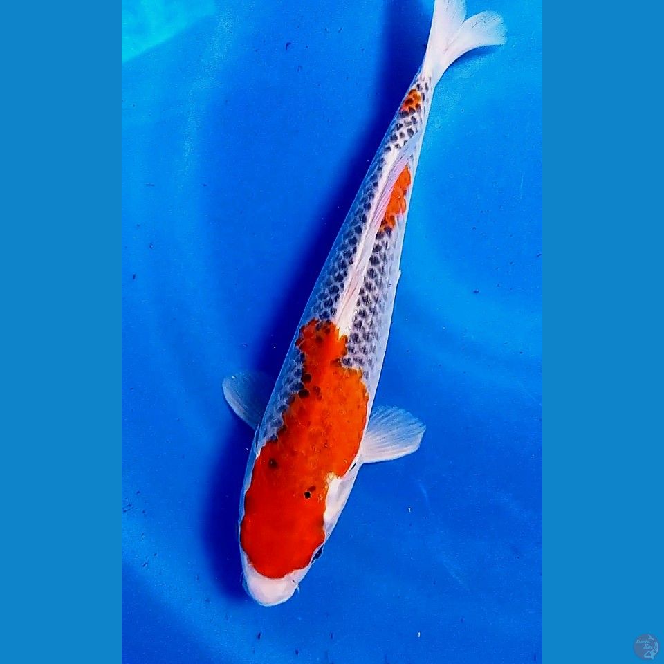 34cm goshiki racing