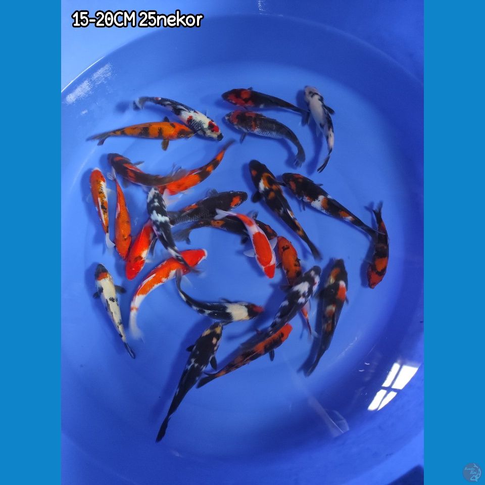 PAKET SHOWA SHIRO 15-20CM 25 EKOR ( BREED MBAH MANGIL)