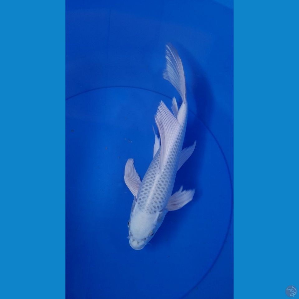 M31CM MUKASI SLEYER