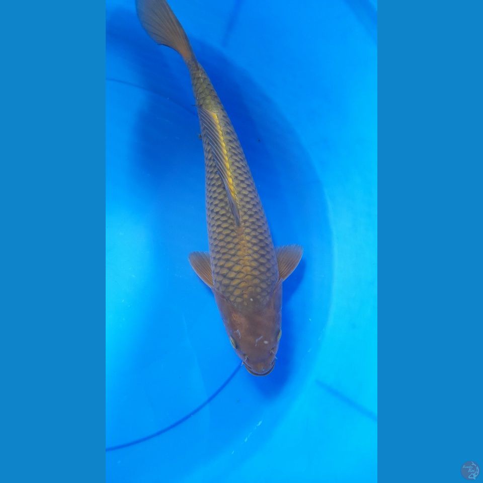 M36CM CHAGOI TEMBAGA