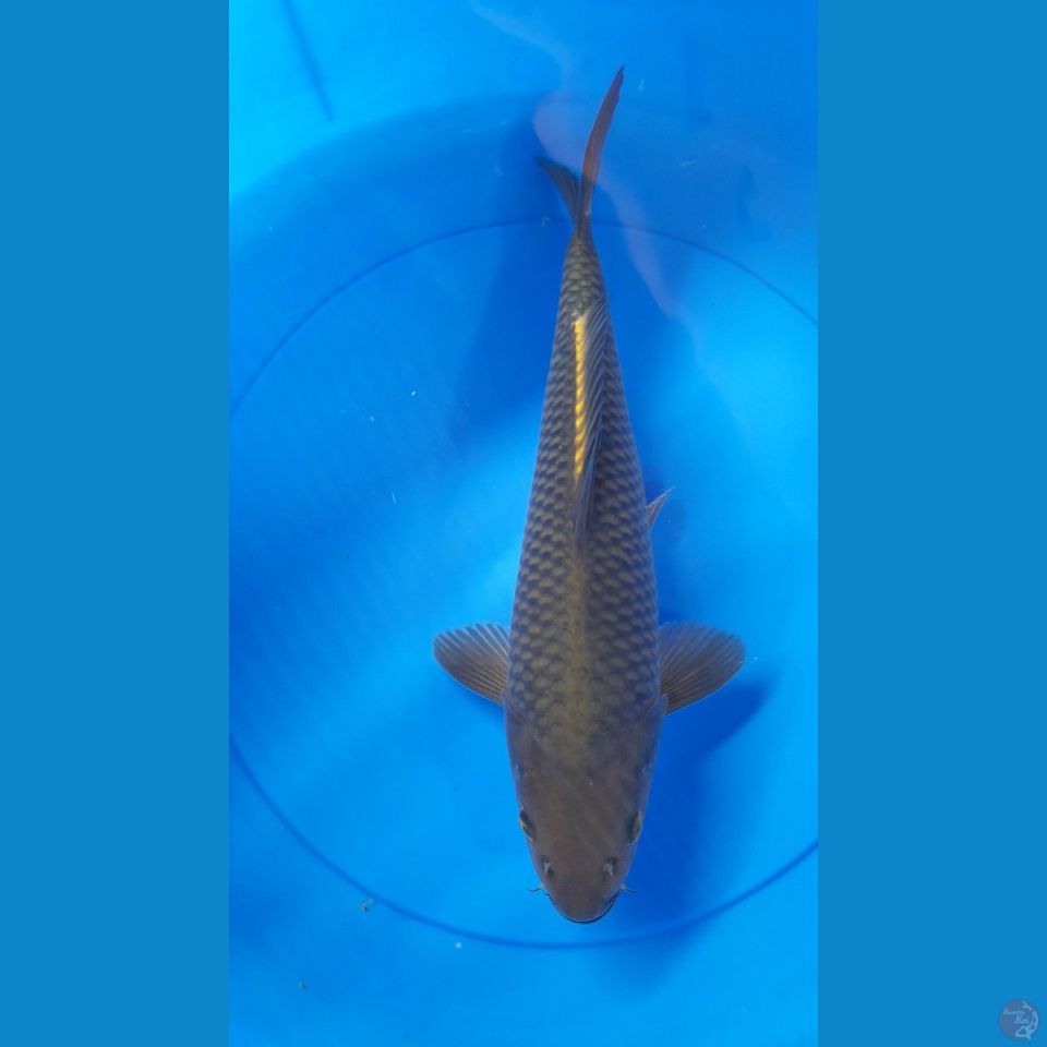 36CM CHAGOI