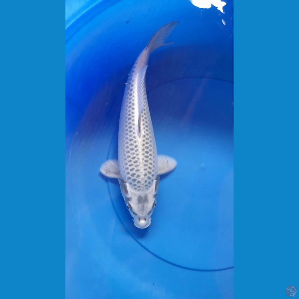 37CM WHITE MUKASI