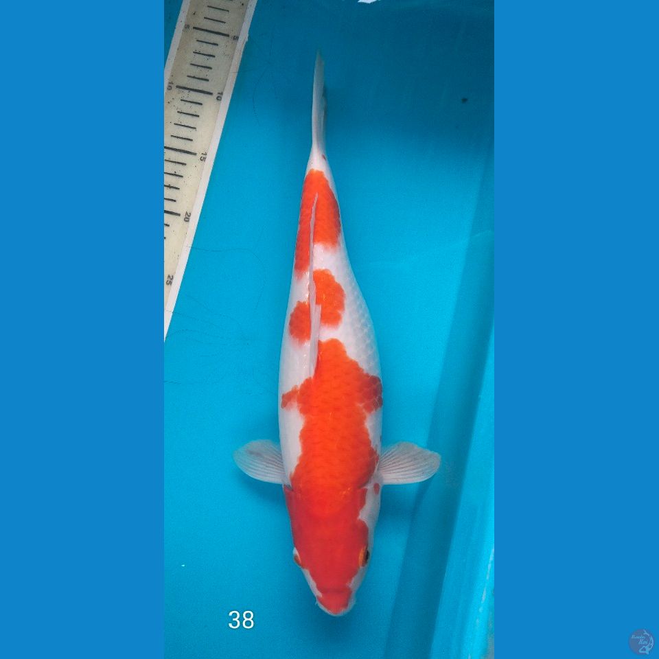 kohaku 38cm