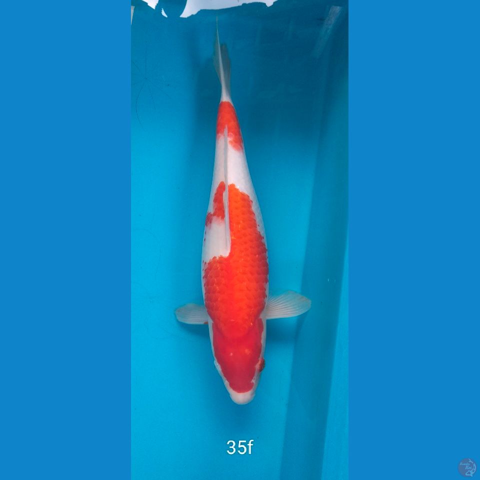 kohaku 35cm