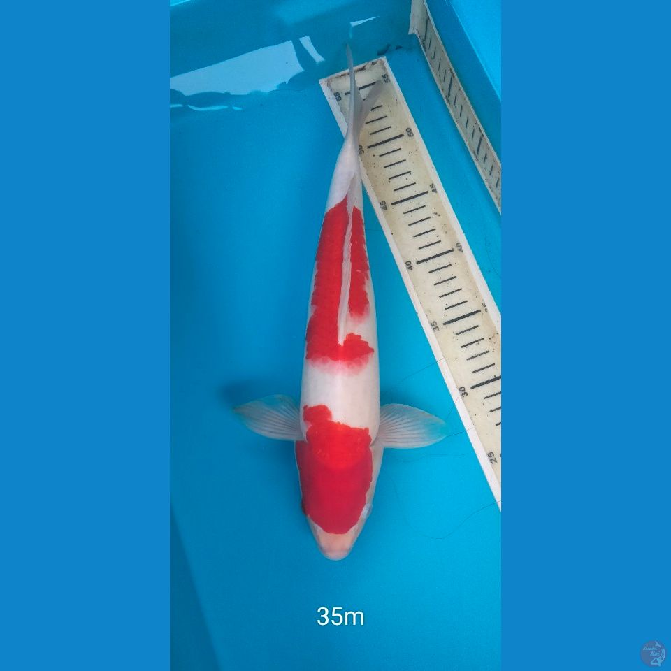 kohaku 35cm