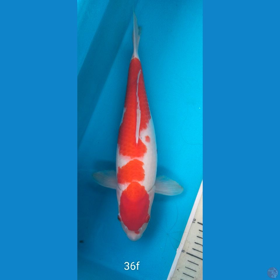 kohaku 36cm