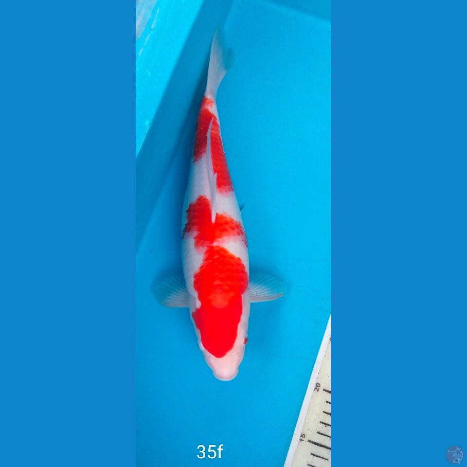 kohaku 35cm
