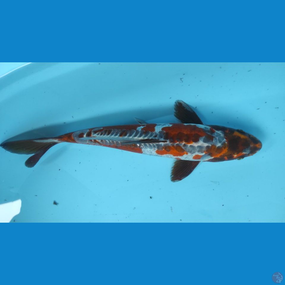 super antik 35cm jantan