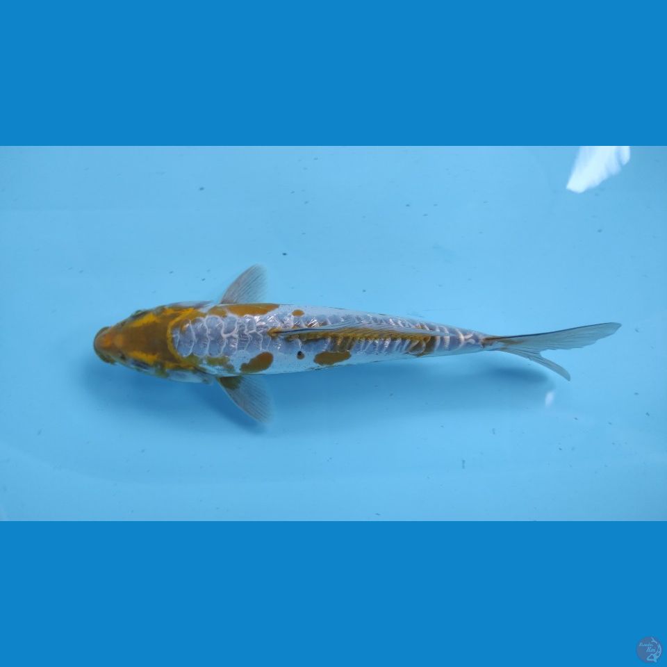 yelow aragoke 29cm jantan