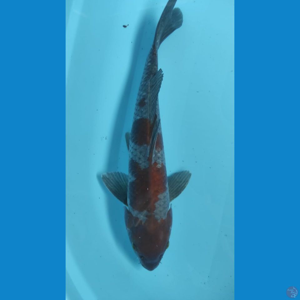ochiba 40cm jantan