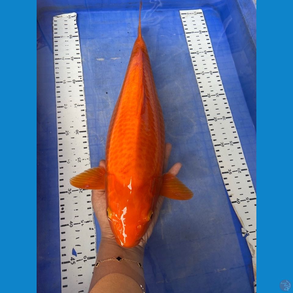 v2-karashi punuk 40 cm