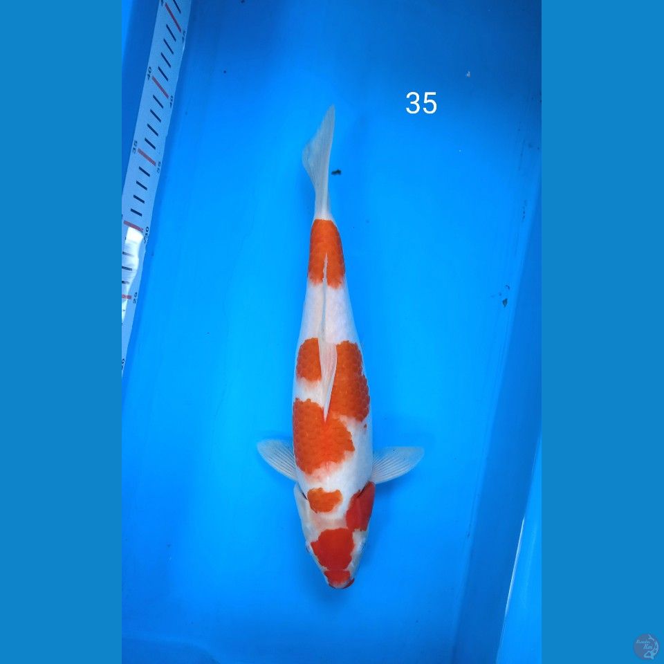 kohaku 35cm