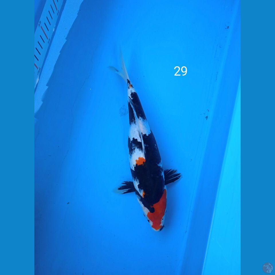 showa 29cm
