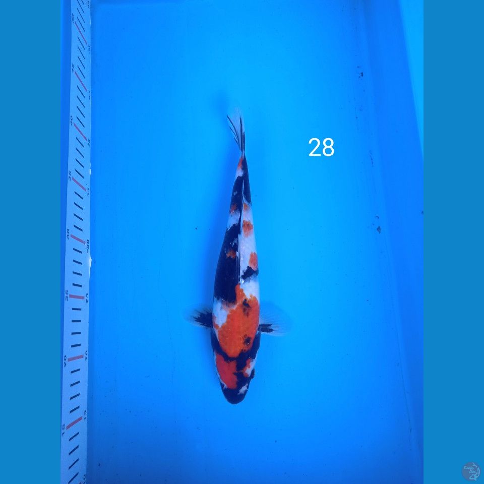 showa 28cm