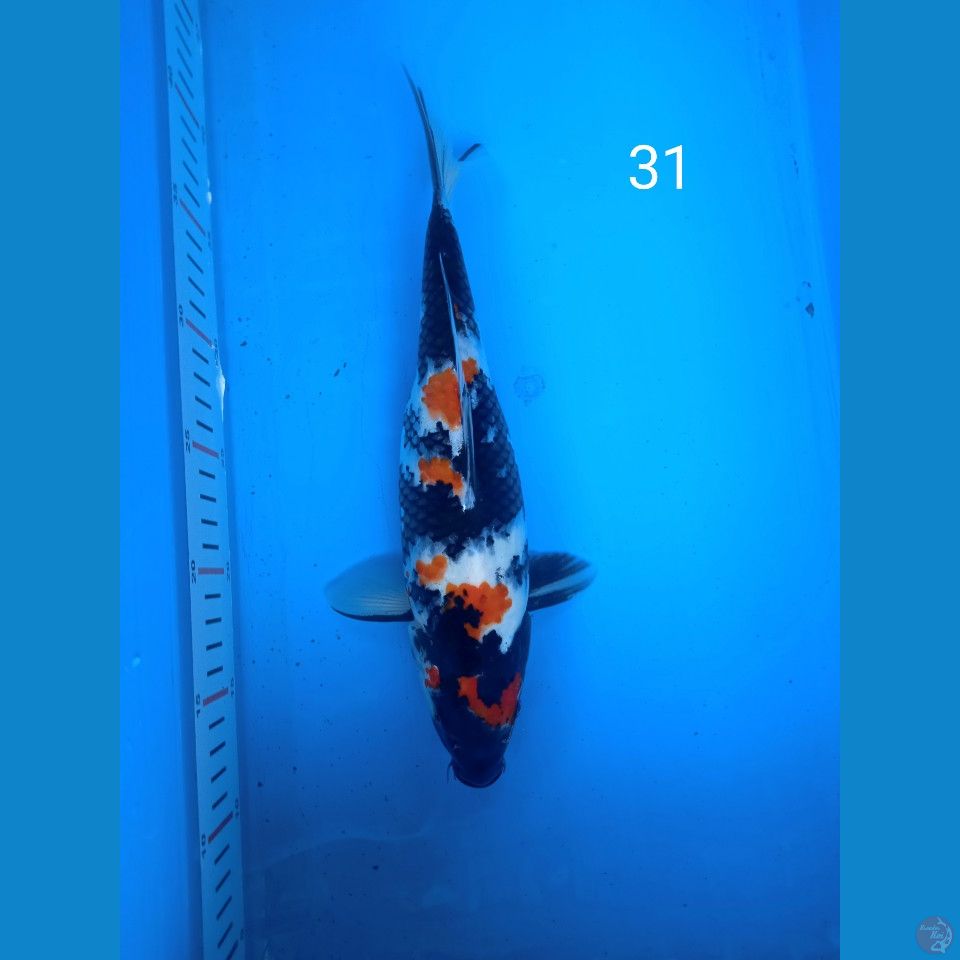 showa 31cm
